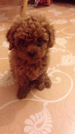 打完狂犬疫苗多久可以怀孕