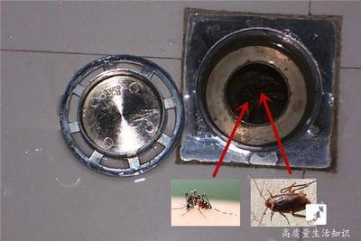 蟑螂在洗衣机里洗碎了怎么办
