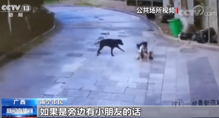 虐狗犯法吗