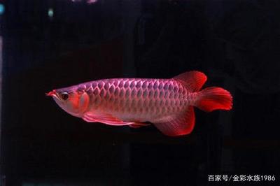 市場有龍利魚賣嗎(菜市場有龍利魚嗎) 定時器/自控系統(tǒng)