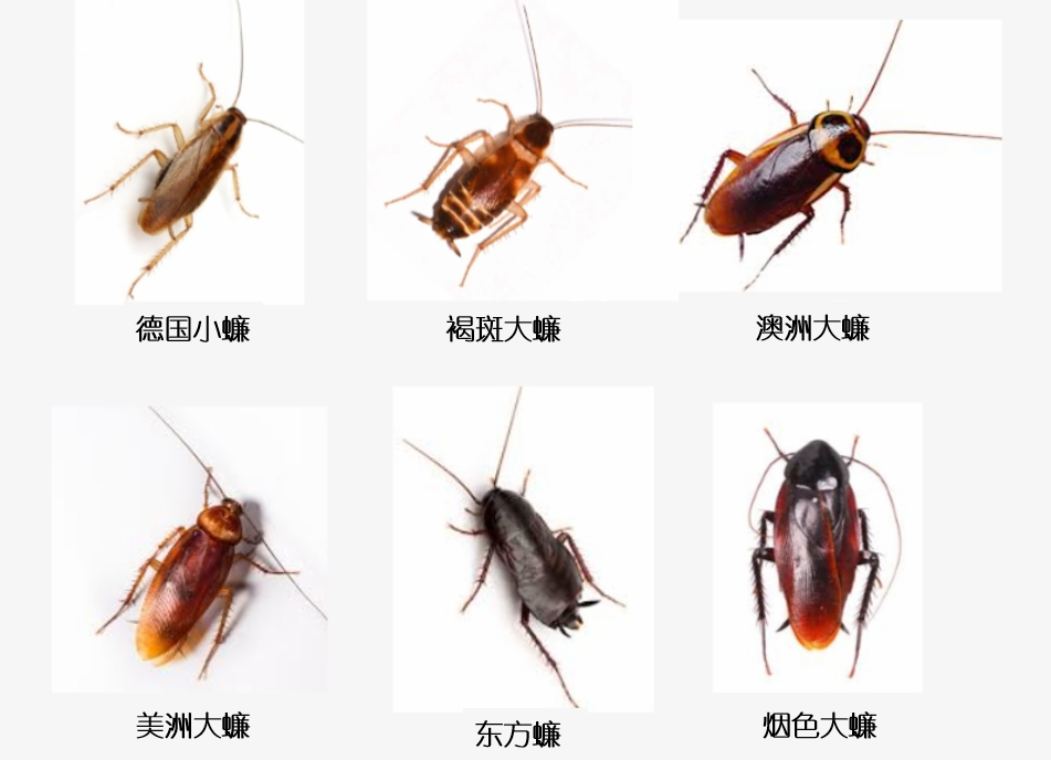 中国本土蟑螂图片