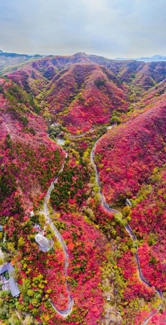红叶谷旅游