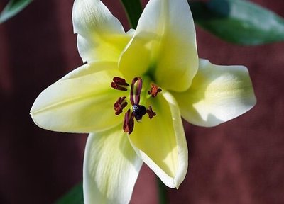 百合花孕妇可以闻吗
