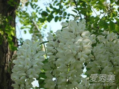 孕妇能吃槐花饼吗