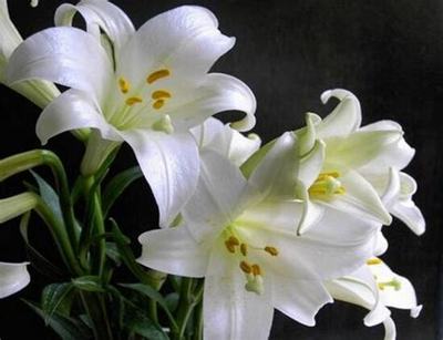 百合花孕妇可以闻吗