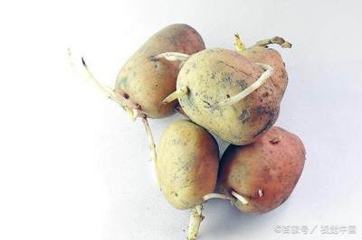 青土豆