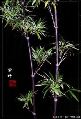 观音菩萨能放在阳台吗