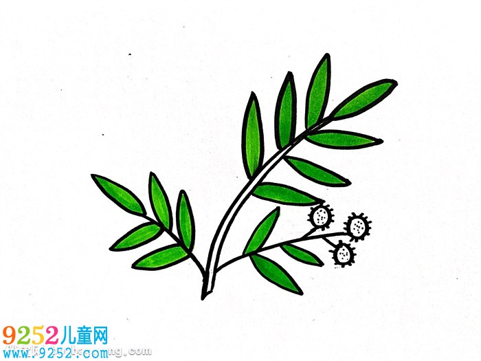 含羞草怎么画? 花朵简笔画