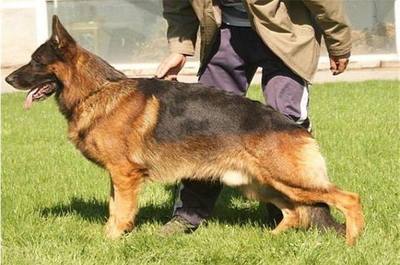 德国牧羊犬起名字大全