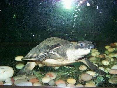 猪鼻龟咬龙鱼视频：猪鼻龟和龙鱼的养殖技巧
