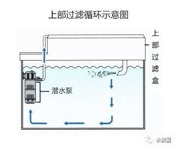 龍魚跳缸是什么原因呢怎么治好視頻（龍魚跳缸還能活嗎）