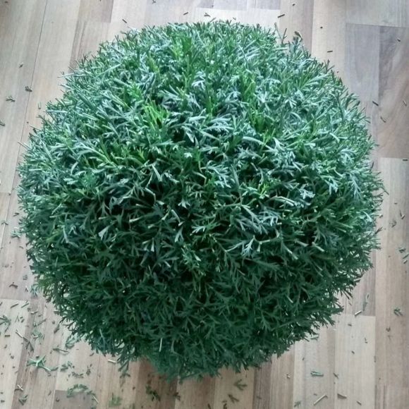 8种漂亮花,秋天快修剪,剪晚了“病歪歪”,不开花