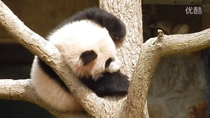 孕妇梦见傻子是胎梦吗