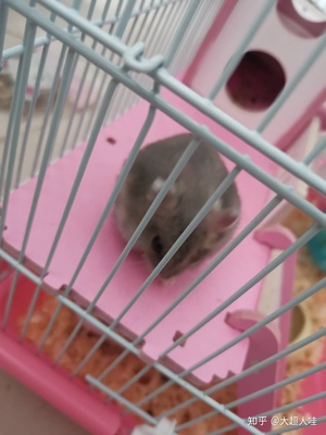 刚出生的仓鼠宝宝怎么养