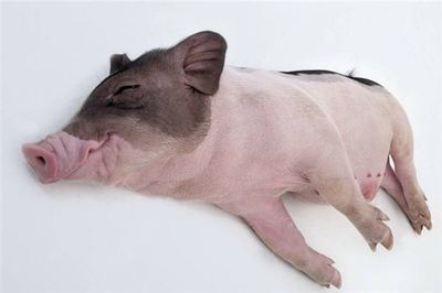 孕妇梦见死猪是什么意思