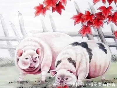 属猪本周运势