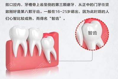 稚牙要长多少颗