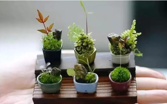 盆栽设计
