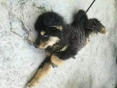 南昌藏獒幼犬出售