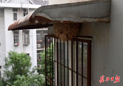 窗户外有马蜂窝好不好
