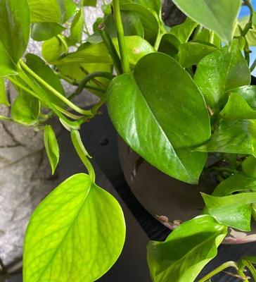 五行缺木养什么植物
