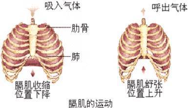 吸气肚子痛