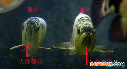 綏化市北林區(qū)鑫成觀賞魚養(yǎng)殖魚店（綏化市北林區(qū)鑫成觀賞魚養(yǎng)殖魚店電話）