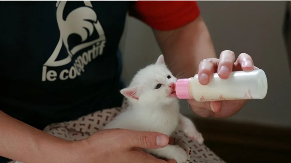 喂小猫羊奶多少钱