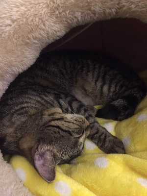 孕妇梦见养猫