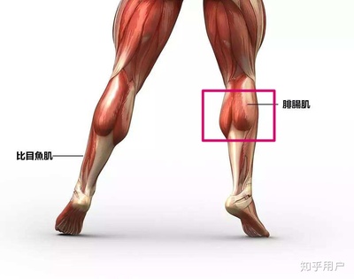 怎么练成线条肌肉小腿
