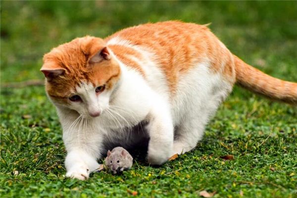 梦见猫保护自己