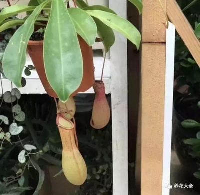 家里有虫子风水原因