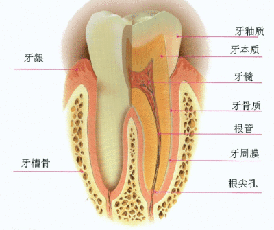 牙齿亮白程度表