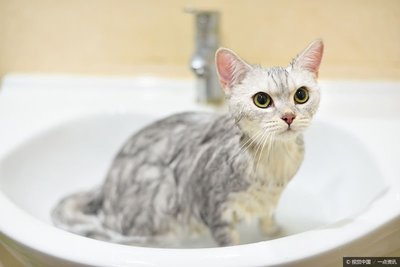 香皂可以给猫洗澡吗,人体沐浴露可以给猫洗澡吗