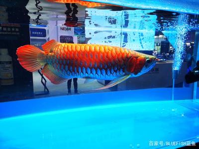 龍魚魚缸尺寸要求標(biāo)準(zhǔn)（龍魚魚缸尺寸標(biāo)準(zhǔn)對(duì)于確保其健康生長(zhǎng)至關(guān)重要一個(gè)合適的龍魚）