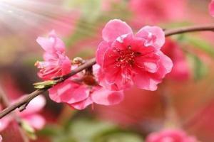八字怎么看桃花