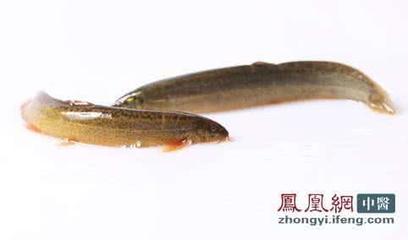 泥鳅代表什么生肖