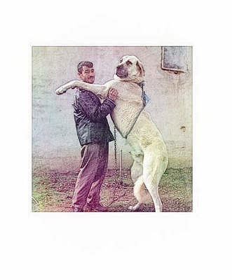 梦见自己养了一条大狗