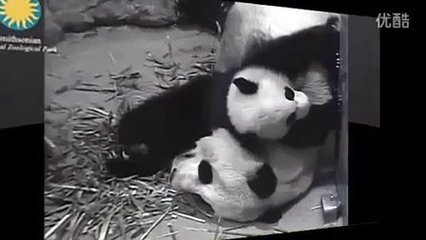 孕妇梦见傻子是胎梦吗