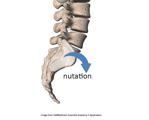 inutation怎么读