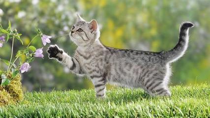 猫咪吉利又好听的名字