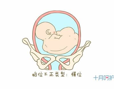 胎儿胎位什么时候固定