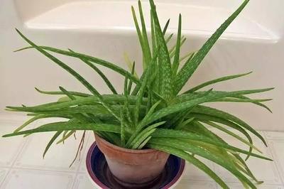 芦荟 厨房 风水知识