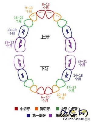 宝宝乳牙有几颗