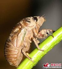 孕妇能吃蝉蛹吗