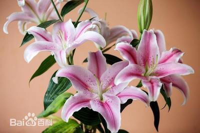 炖百合做法大全家常做法