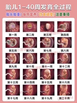 怀孕过程图