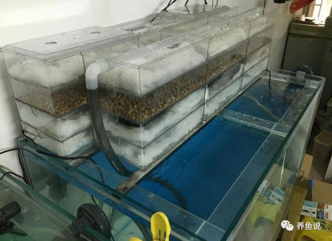 附近有沒有賣觀賞魚的地方（附近賣觀賞魚的水族館） BD魟魚