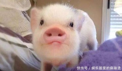 属猪3月出生的人命运