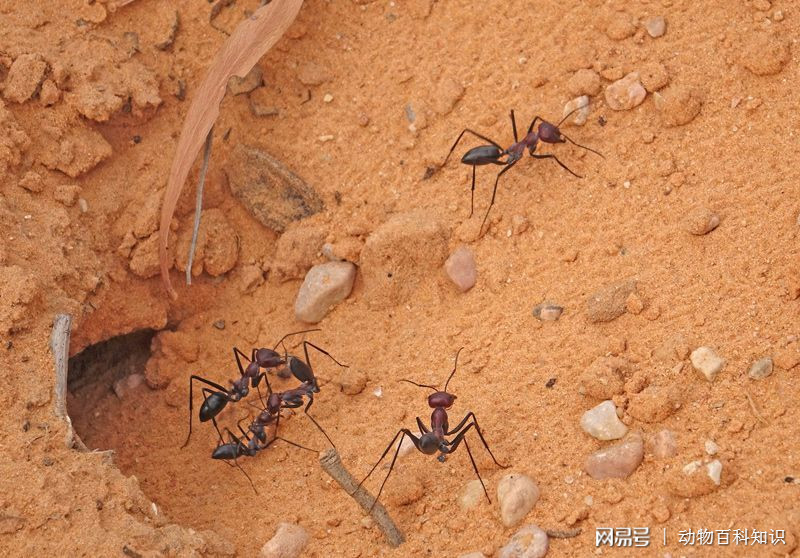 蚂蚁洞口怎么辨别方向